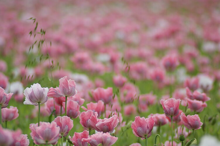 Feld mit weiß-rosanem Mohn Feld mit fast weiß-rosanem Mohn und großer Artenvielfalt