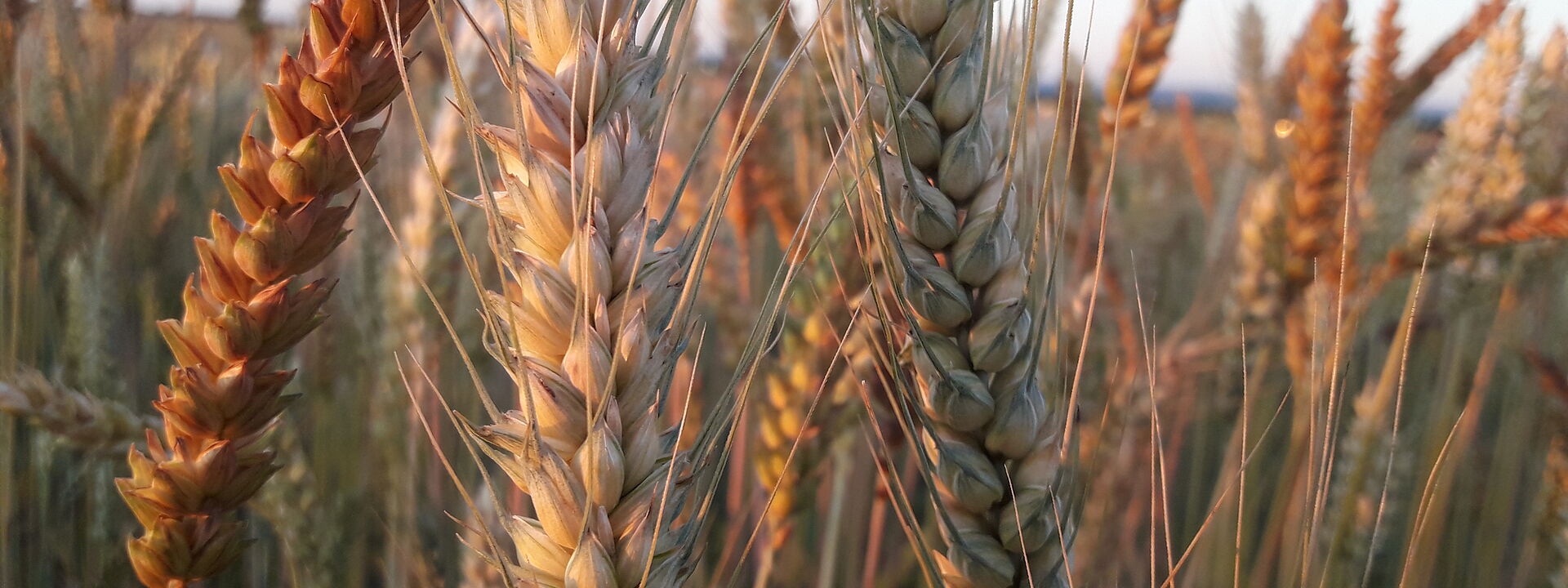 Feld mit heterogenen Weizen Populationen - sichtbare Unterschiede zwischen drei Ähren