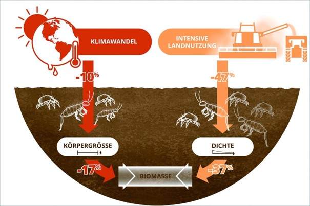Entwickliung von Bodenlebewesen Klimawandel und intensive Landnutzung verringern Bodenlebewesen